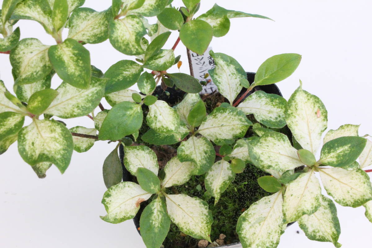 山野草　斑入り　ヤマツツジ「千曲」