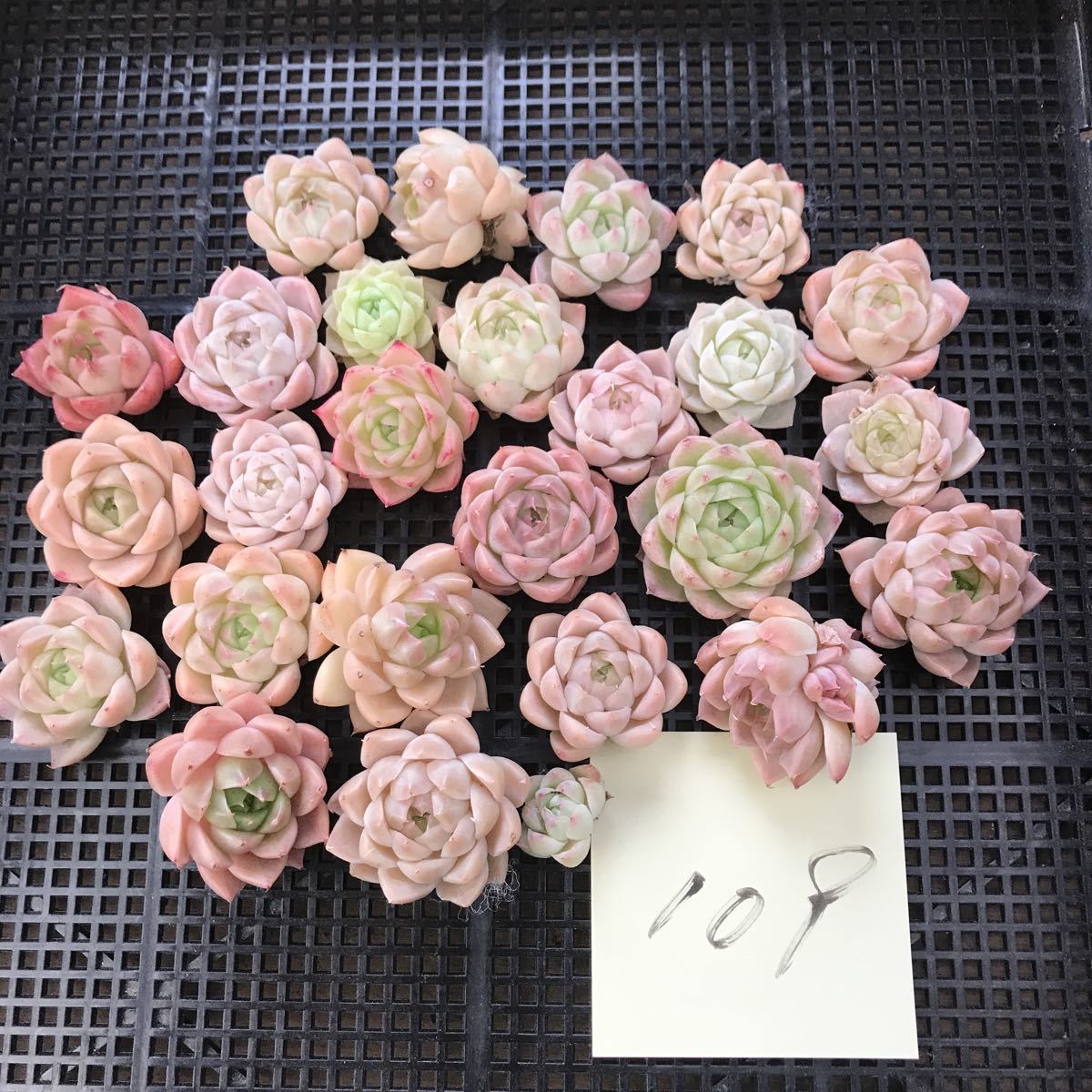 0106EDH109韓国多肉植物 エケベリア ミックス25個