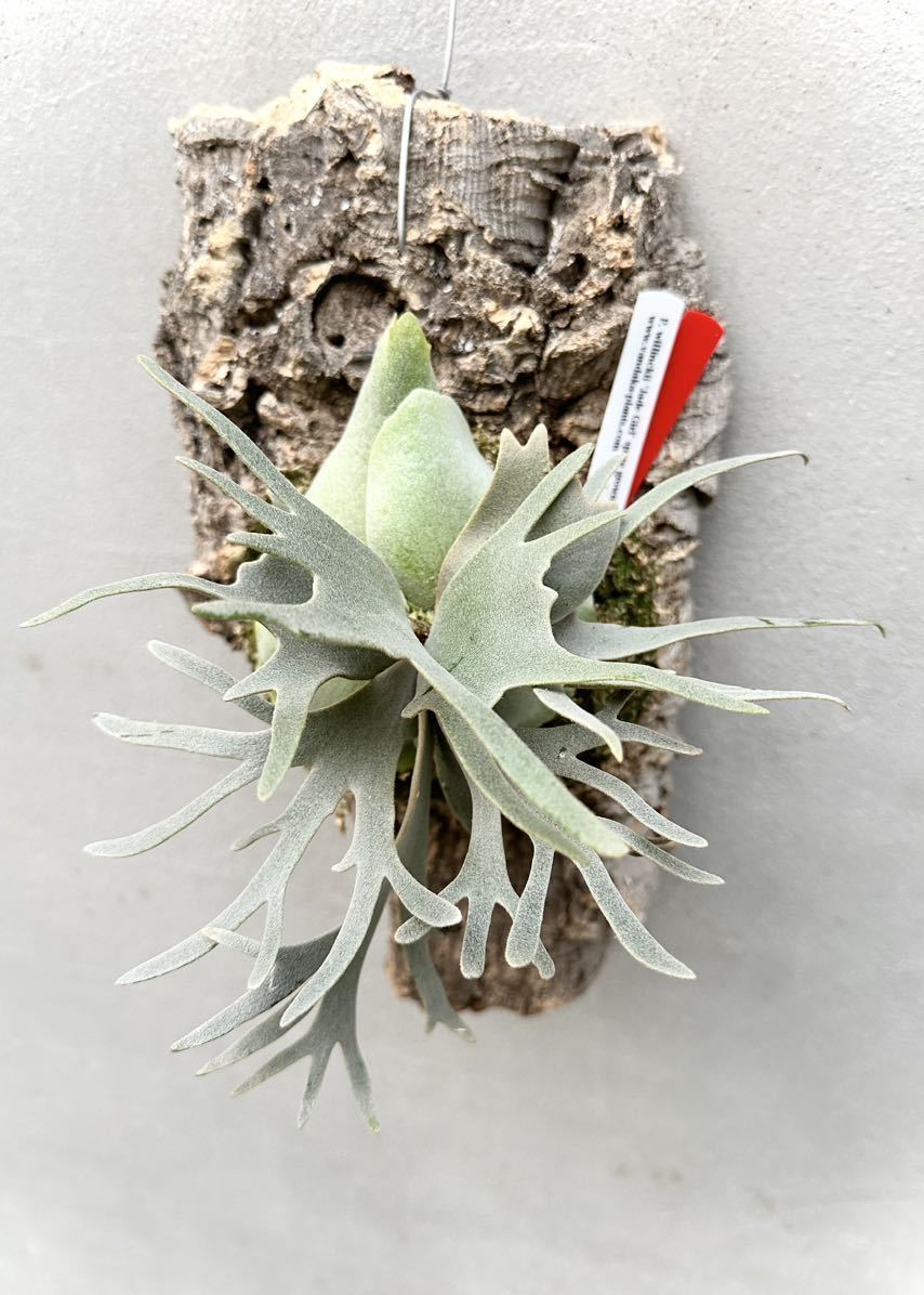選抜株 P. willinckii 