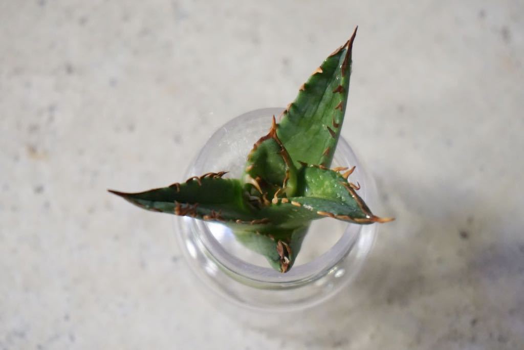 チタノタ アガベ 多肉植物 レッドキャットウィーズル 赤猫 小株 レッド