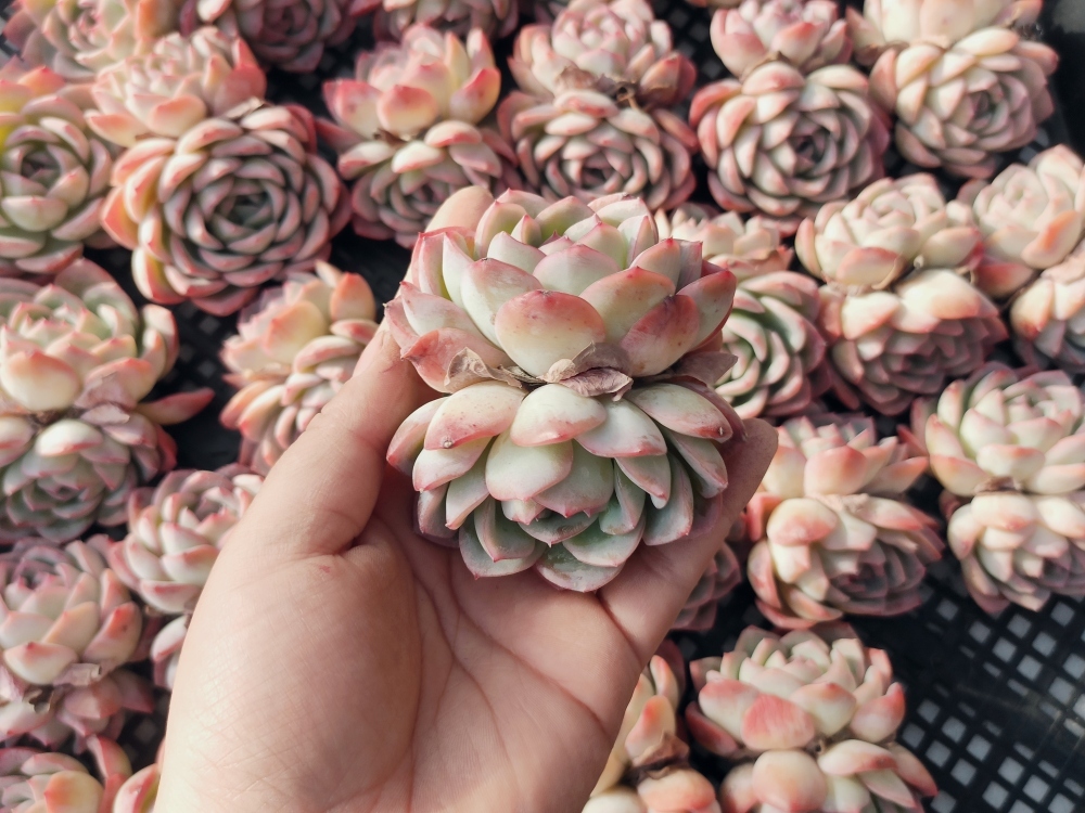 レッドホールの紹介ページ｜E-TANIKU（イータニク） 0131-S374レッド