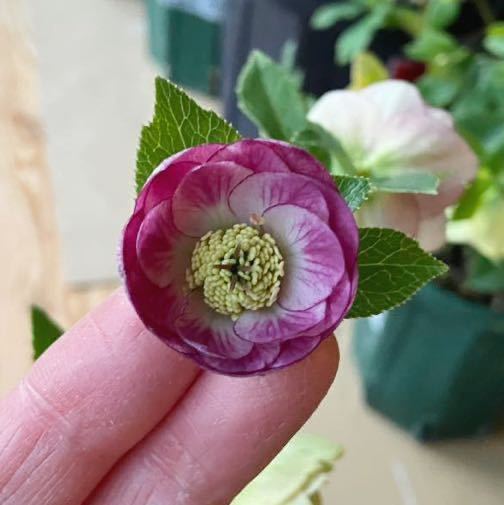 小輪多弁手毬プリマヴェーラ交配ddクリスマスローズ 開花株 加藤農園