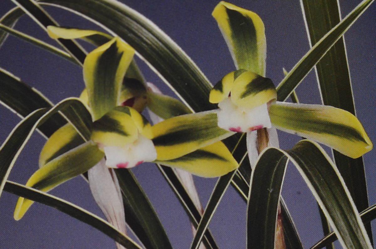 日本春蘭 金龍冠　花芽１　深金色覆輪花　最上木　山野草