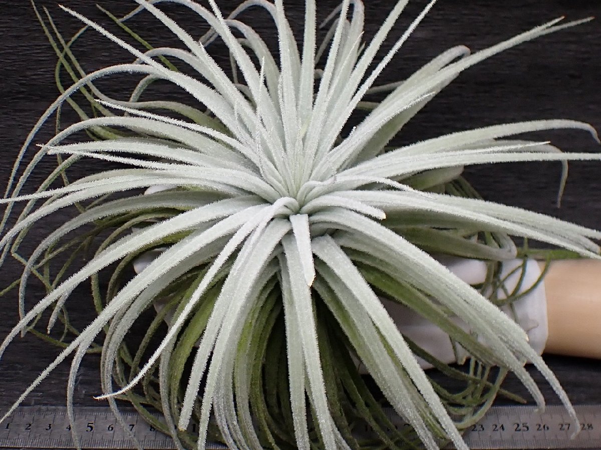 チランジア テクトラムの値段と価格推移は 25件の売買情報を集計したチランジア テクトラムの価格や価値の推移データを公開