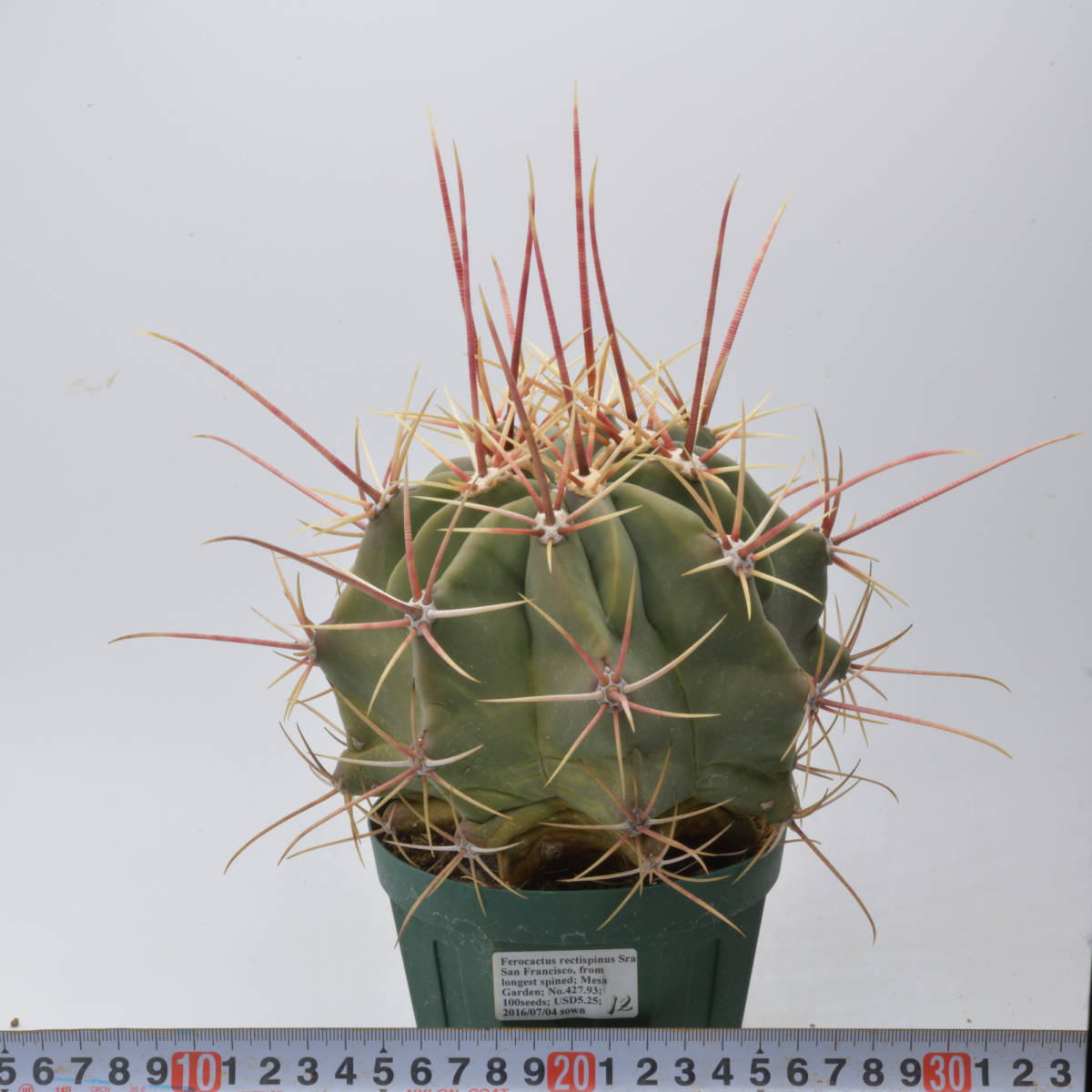 烈刺玉（12番） Ferocactus rectispinus フェロカクタス サボテン 多肉