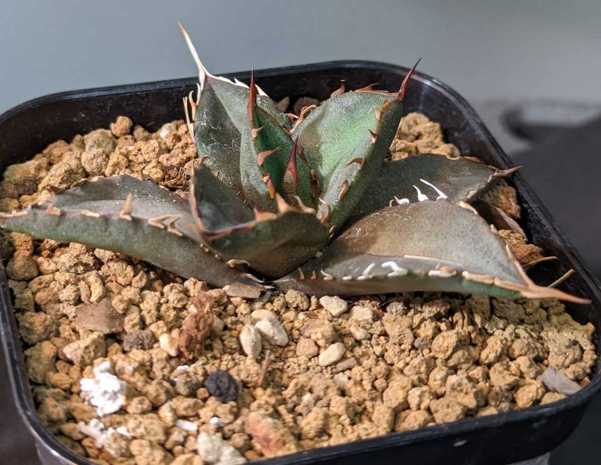⑤発根済　アガベ チタノタ Agave titanota 鬼爪 台湾株
