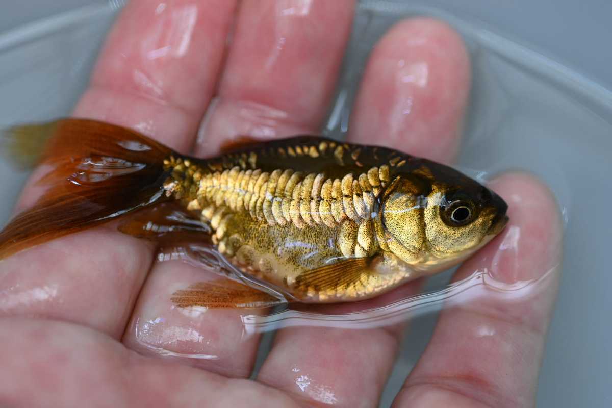 熊本養魚場～仕入れた個体です！ドラゴンスケールオランダ 茶 7cm 雌 No10