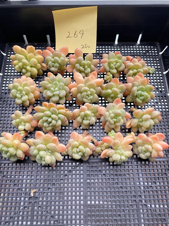 0120H-43019816-269 ダフネ20個 多肉植物エケベリア韓国苗 エケベリア