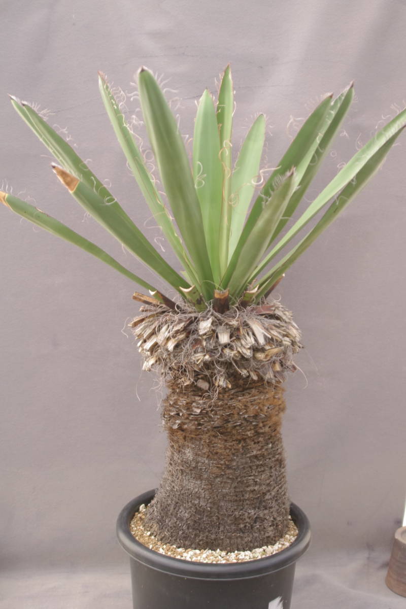 大株ファクソニアーナ発根 1円～ ユッカ ファクソニアーナ Yucca faxoniana 太幹 大株 発根済