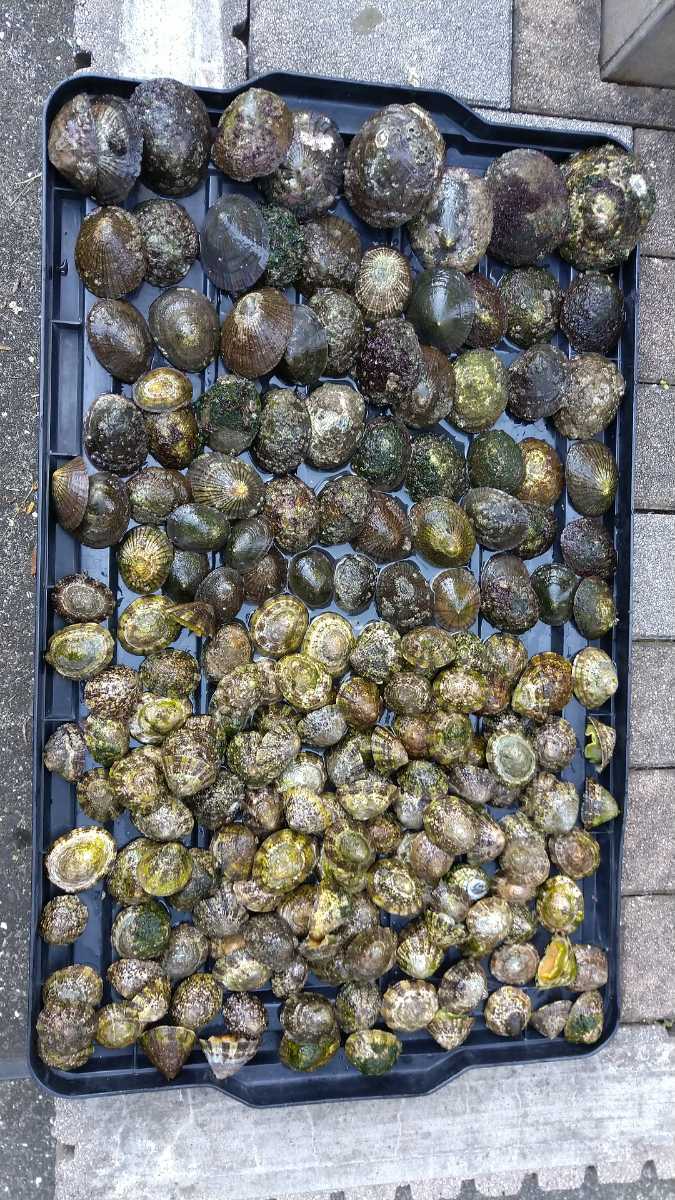冷凍マツバ貝300個 石鯛 黒鯛 釣り餌 カサガイ ジンガサ 2026年最新