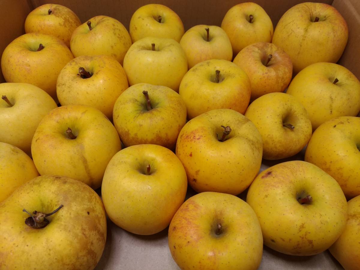 ☆りんご☆サンはるか☆糖度16度☆傷☆送料無料☆訳