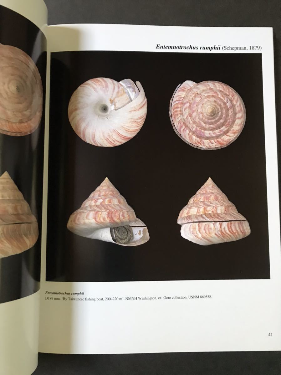 オキナエビス図鑑 洋書 オキナエビス洋書：THE LIVING pleurotomaridae