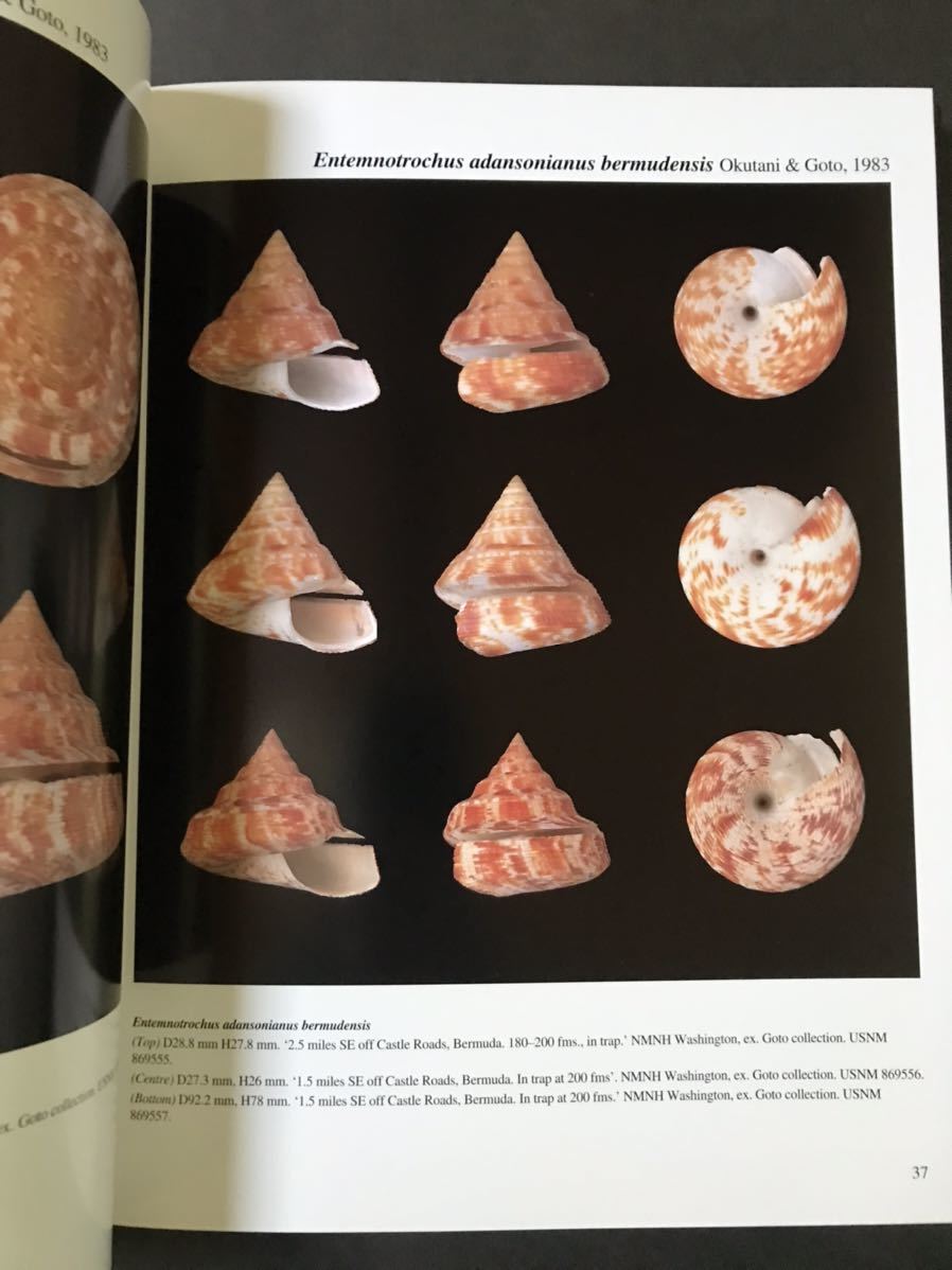 オキナエビス洋書：THE LIVING pleurotomaridae(化石)｜売買された