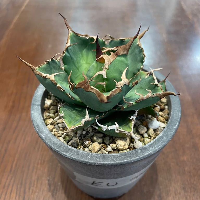 コレクション株　子株1個付き　アガベ チタノタ　EU スペシャルAgave titanota “EU special“ 【検】白鯨 シーザー ハデス オアハカ