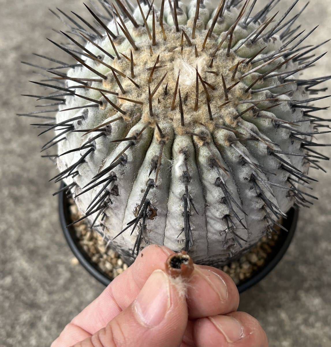 発根済 コピアポア コルムナアルバ Copiapoa 孤竜丸 黒王丸 シネレア
