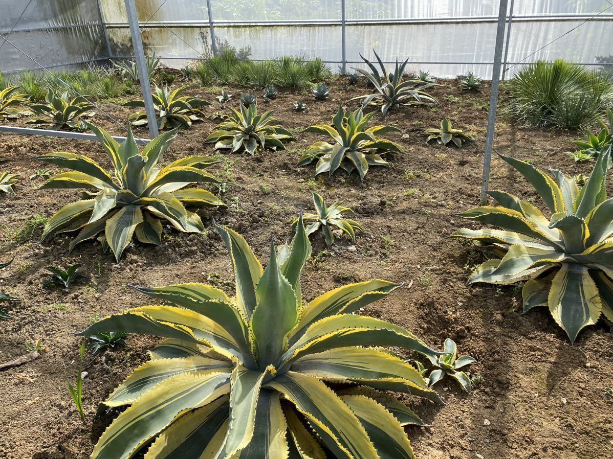 アガベ　サルミアナ　リップルエフェクト　1枚目親株　　8