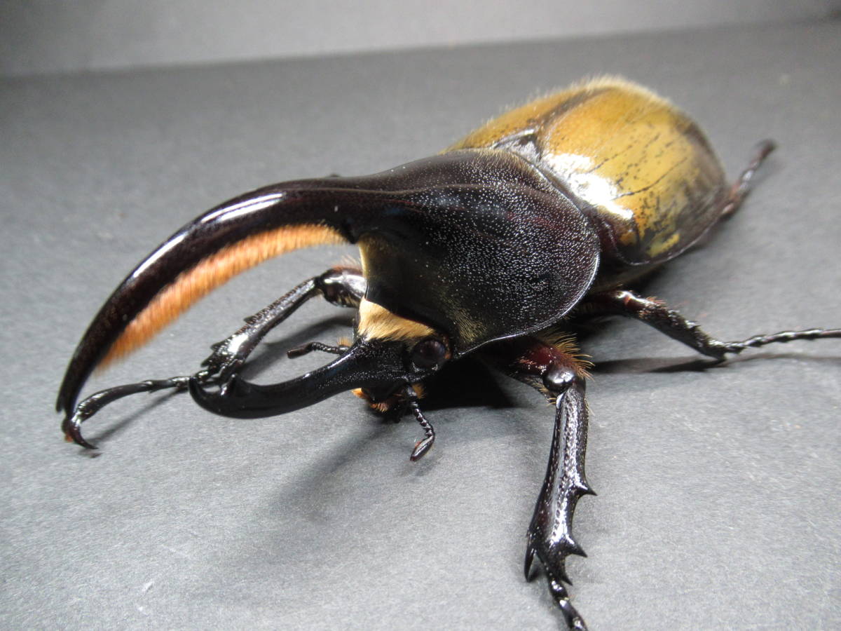 ♂170gエクアドル産レックスゾウカブト3令幼虫ペア(旧アクティオン