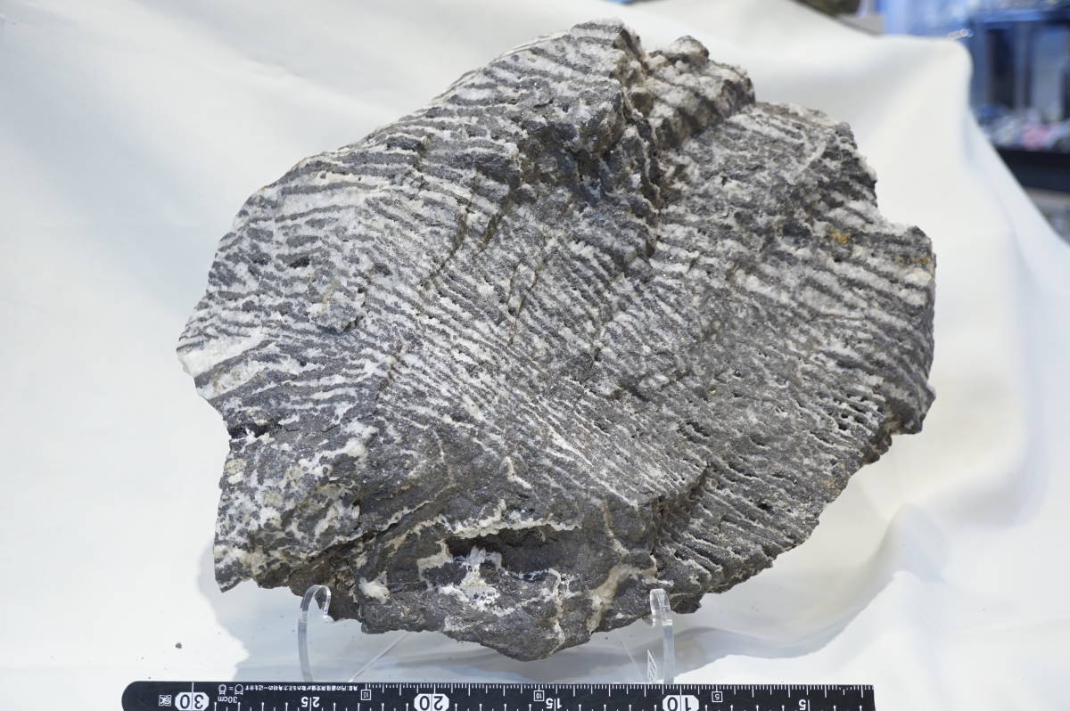 日本産鉱物☆閃亜鉛鉱の縞状鉱石 岐阜県飛騨市神岡