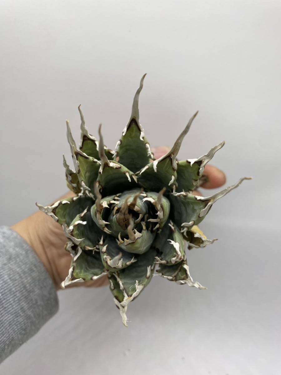 アガベ ユタエンシス｜エボリスピナ（陽炎・短葉型） – 草物語｜公式