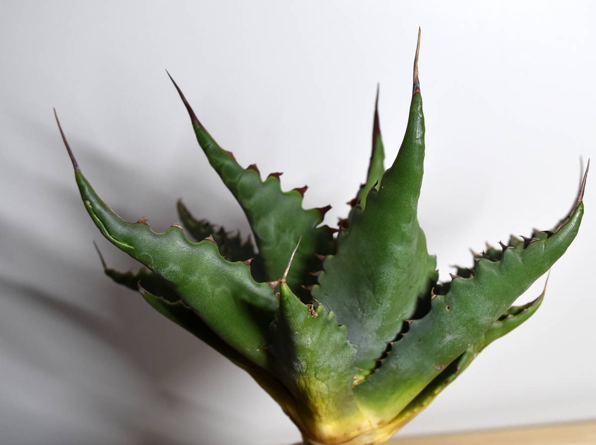 J02【US（カリフォルニア）特選ベアルート株】 Agave gentryi Jaws