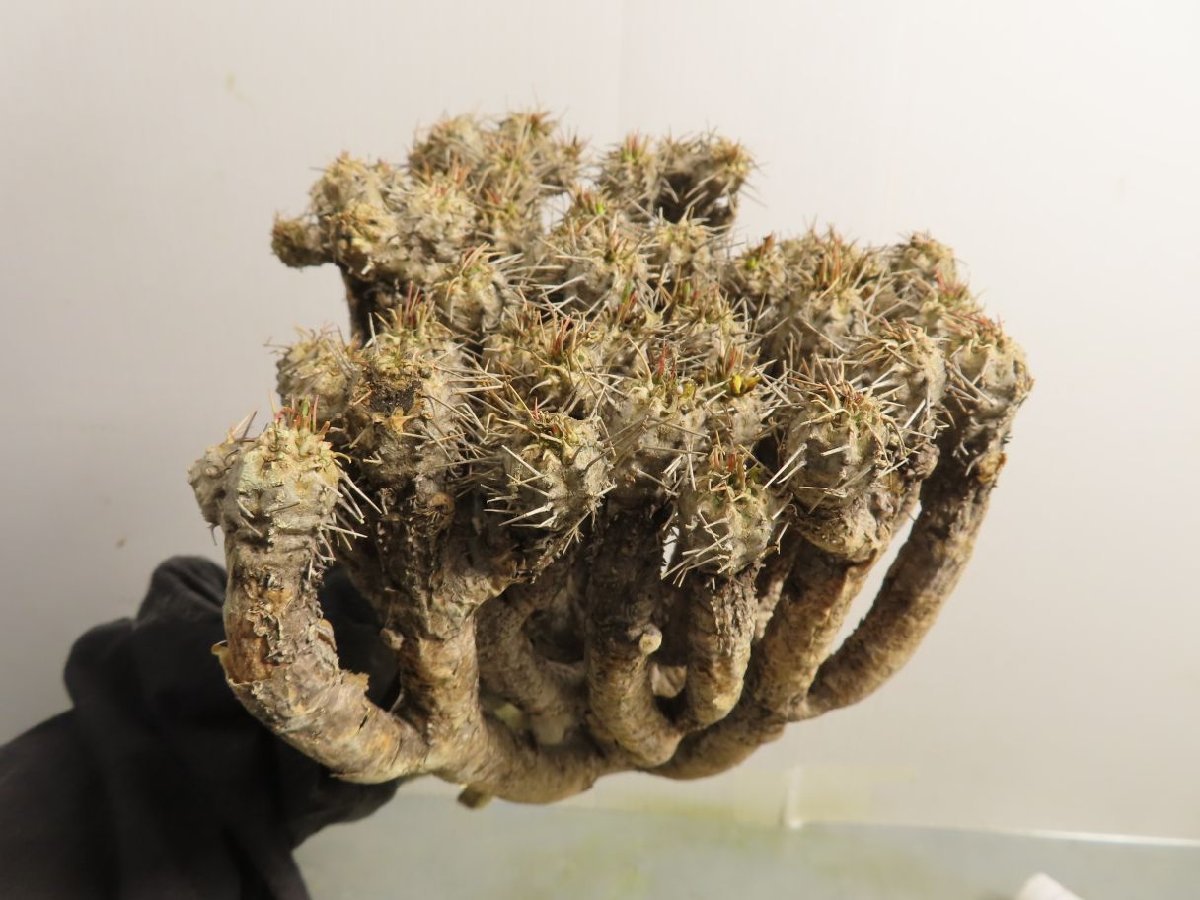 ソ5495 「現地株」ユーフォルビア　ギラウミニアナ　大　抜き苗【/最新到着・マダガスカル・Euphorbia guillauminiana・多肉植物】