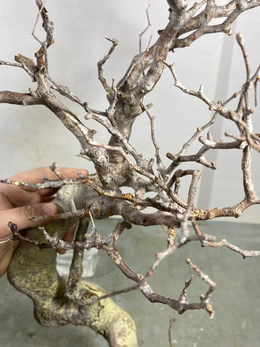 ソ5236 「現地」コミフォラ　モンストローサ　抜き苗【/最新到着・塊根植物・Commiphora monstrosa・マダガスカル】