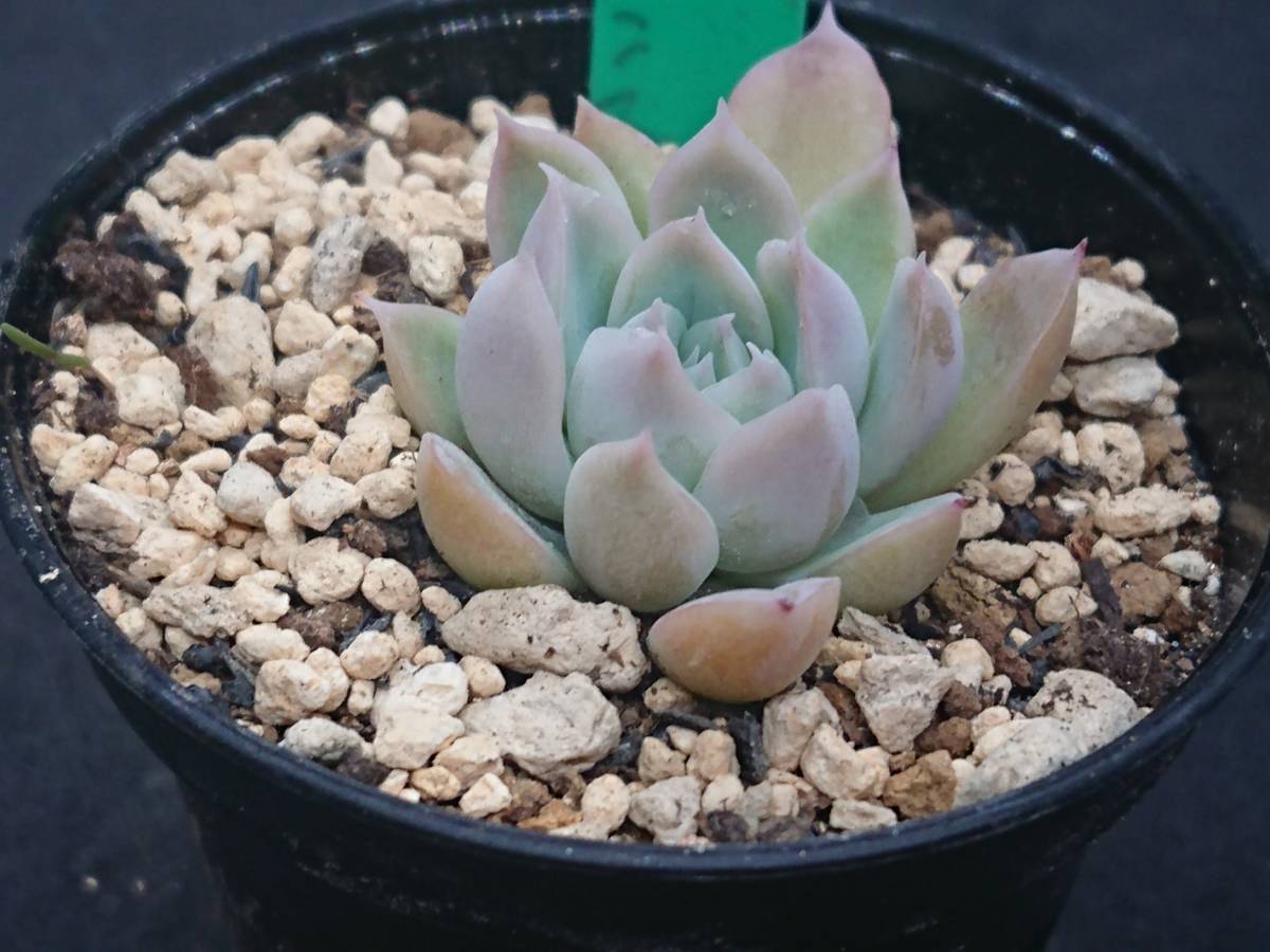 ホリコロxエレガンス エケベリア 多肉植物 1点のみ ホリコロ ホリコロxエレガンス エケベリア 多肉植物 1点のみ ホリコロ
