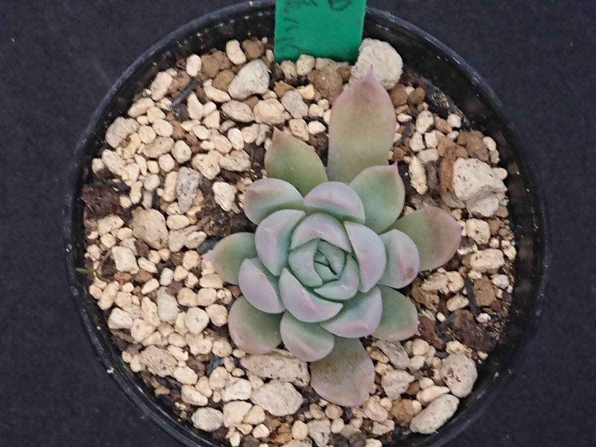 ホリコロxエレガンス エケベリア 多肉植物 1点のみ ホリコロ ホリコロxエレガンス エケベリア 多肉植物 1点のみ ホリコロ