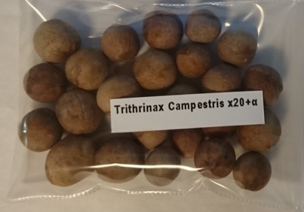 トリスリナックス カンペストリス 種子 20粒+α Trithrinax Campestris