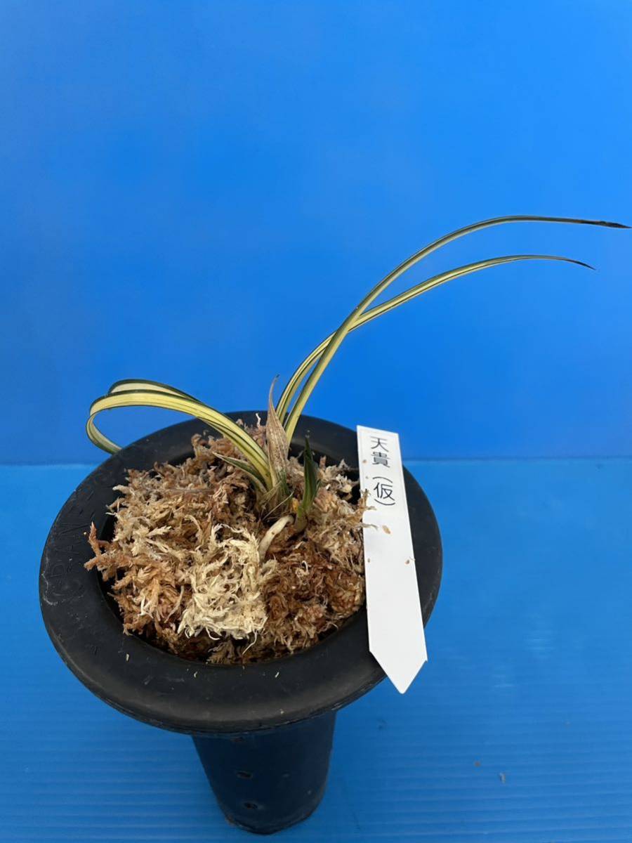 日本春蘭・韓国春蘭・中国春蘭・「天貴（仮）」