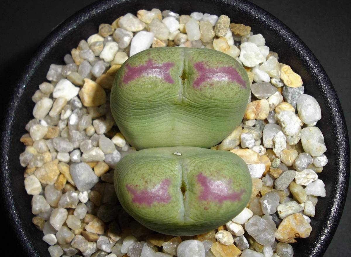 多肉植物 / コノフィツム '桃割娘' / Conophytum 'Momowari Musume