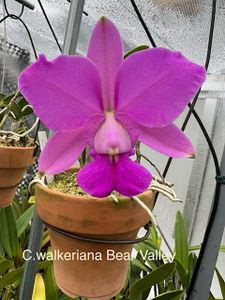 C.walkerianaのYahoo!オークション(旧ヤフオク!)の相場・価格を見る
