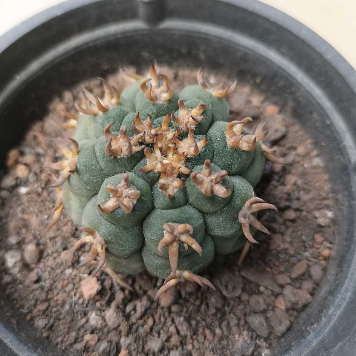 サボテン 短太棘　天平丸 猫爪 自根 特選 極上株 (S25)