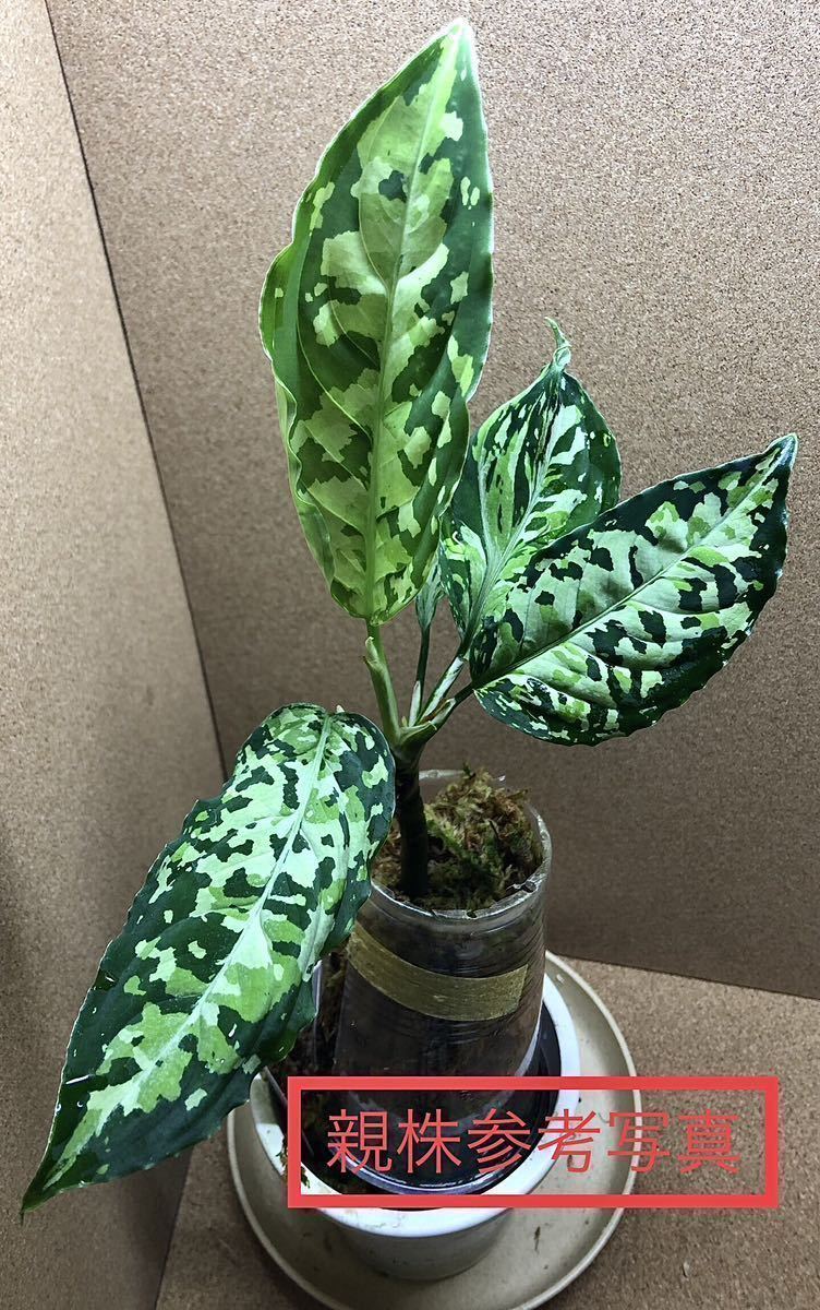 ①Aglaonema pictum/アグラオネマ ピクタム Corsair コルセア 【AZ0216  