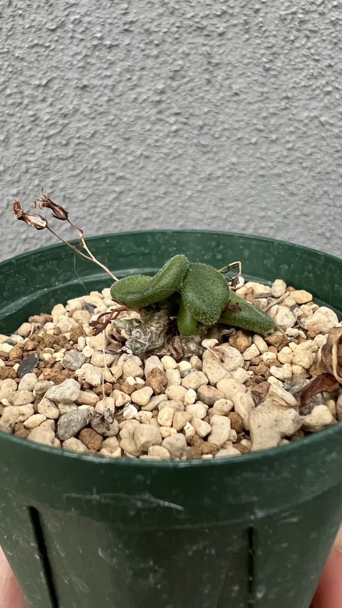 チレコドン プシラス Tylecodon 荒れ狂う pusillus 