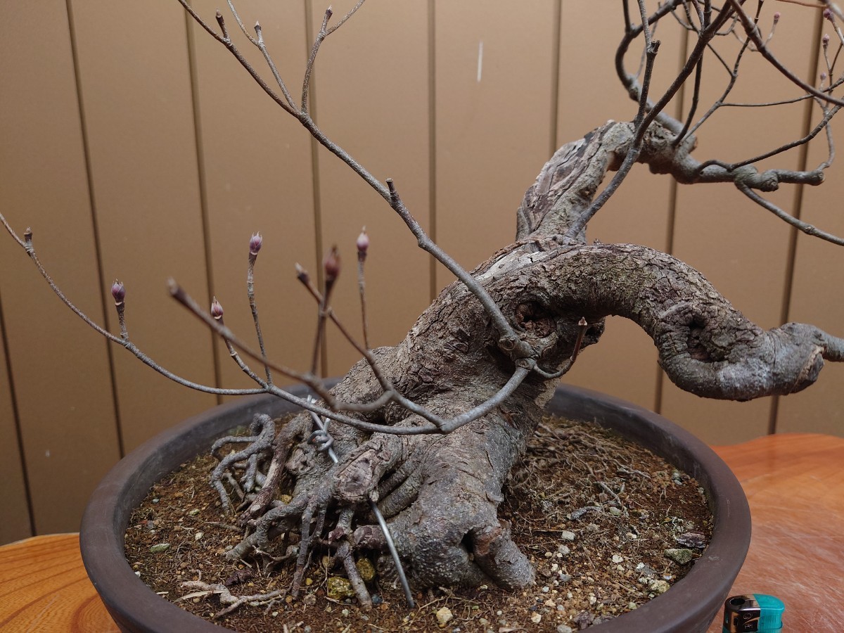 特選庭木：常緑ヤマボウシ（ホンコンエンシス）月光 盆栽 ヤマボウシ