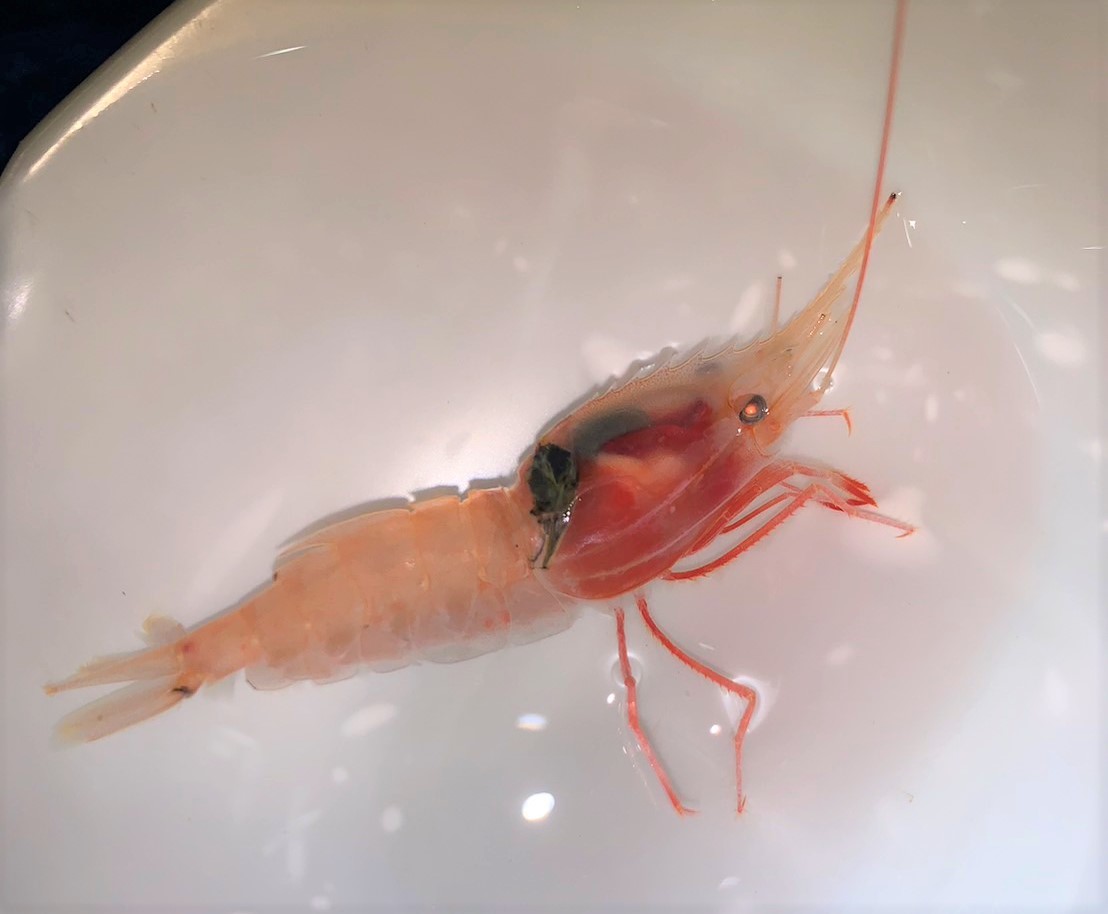 送料無料条件有　ミノエビ　レア！