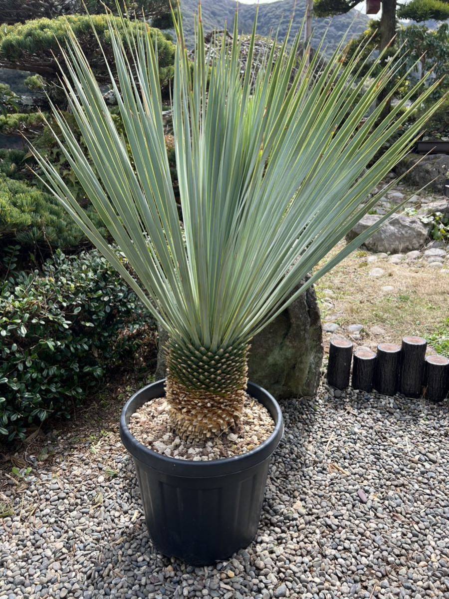 極太 ユッカ ロストラータ 発根 耐寒性-15 ドライガーデン 地植え