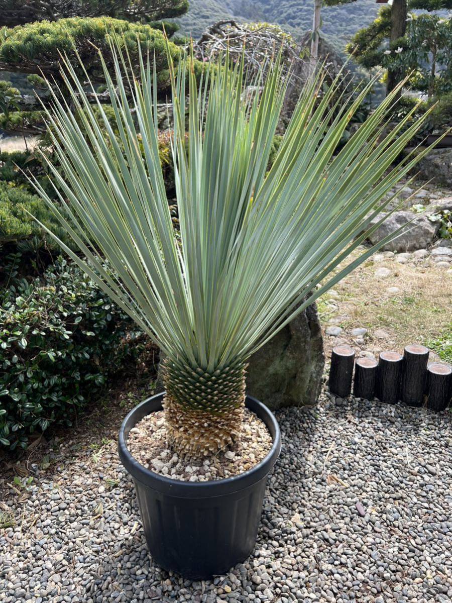 極太 ユッカ ロストラータ 発根 耐寒性-15 ドライガーデン 地植え