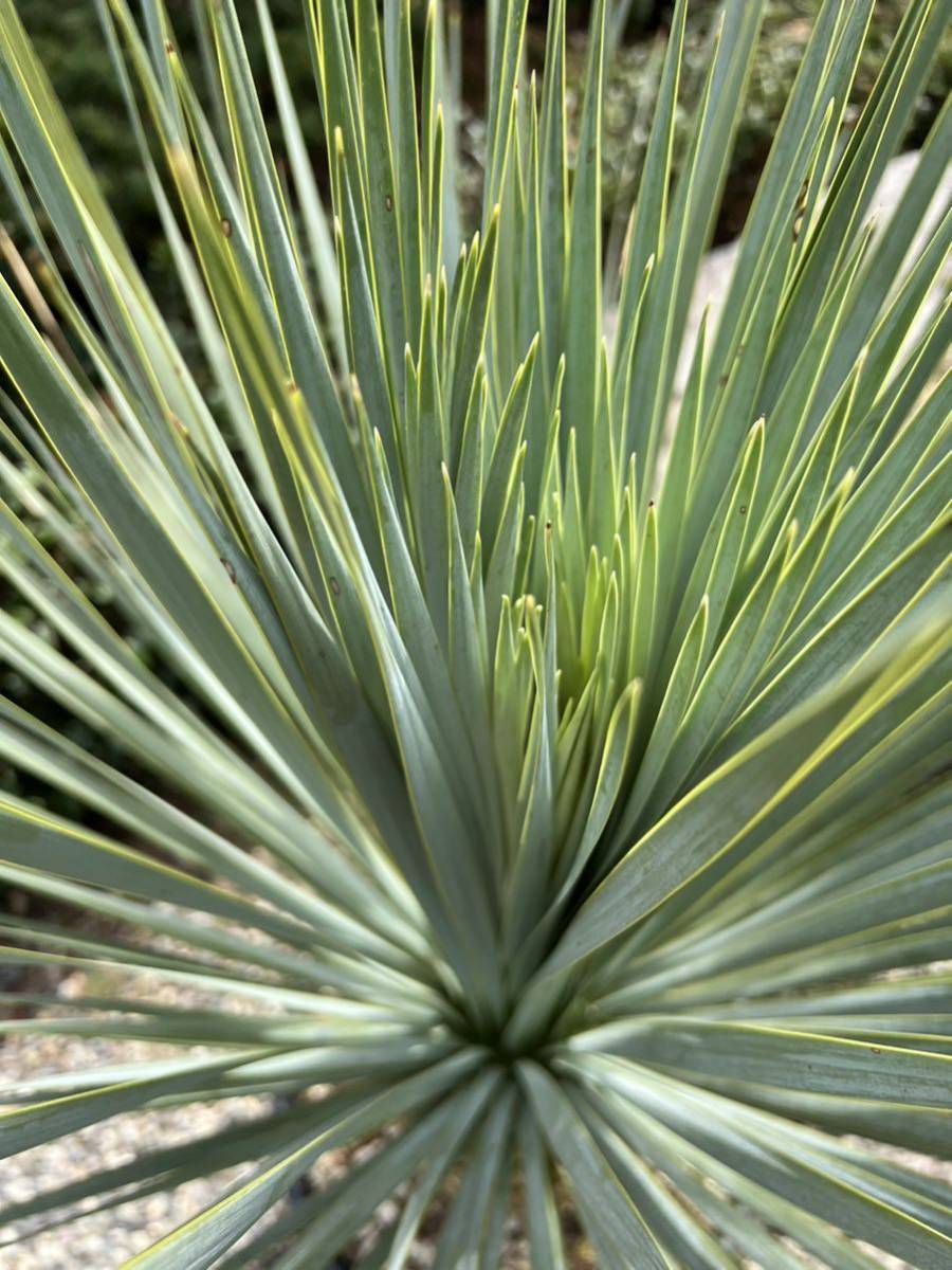 ユッカ 極太 ロストラータ Yucca シンボルツリー 耐寒性南欧風プランツ