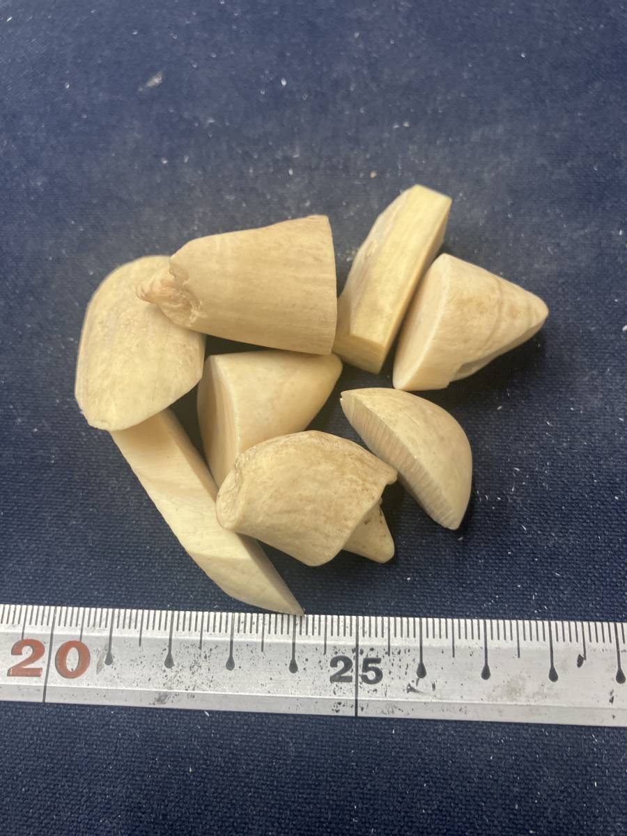 爆買い，新品 マッコウクジラ 抹香鯨歯端材79g漁具彫刻根付端材