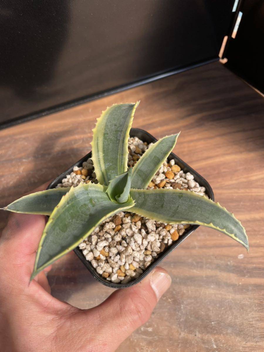 NS- アガベ リップルエフェクト 花、園芸 アガベ 【公式通販】