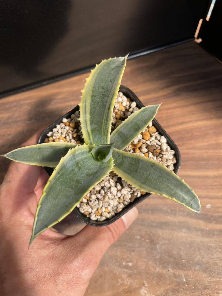 NS- アガベ リップルエフェクト アガベ リップルエフェクト リップル