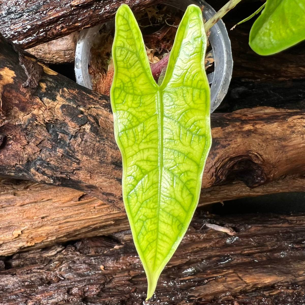 鬼激レア Alocasia sp. Sulawesi アロカシア sp. スラウェシ クワズイモ 熱帯雨林 サトイモ科 珍奇 aroid araceae Reticulata 