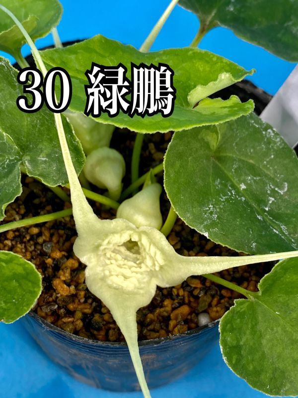 30 おもと オモト 万年青 ☆ オナガカンアオイ 緑鵬 ☆ 盆栽 観葉植物