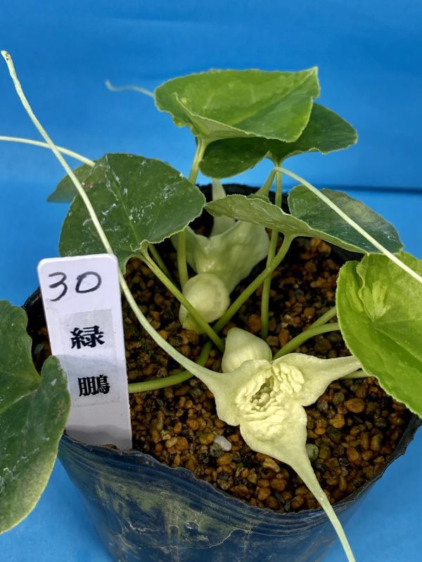30 おもと オモト 万年青 ☆ オナガカンアオイ 緑鵬 ☆ 盆栽 観葉植物
