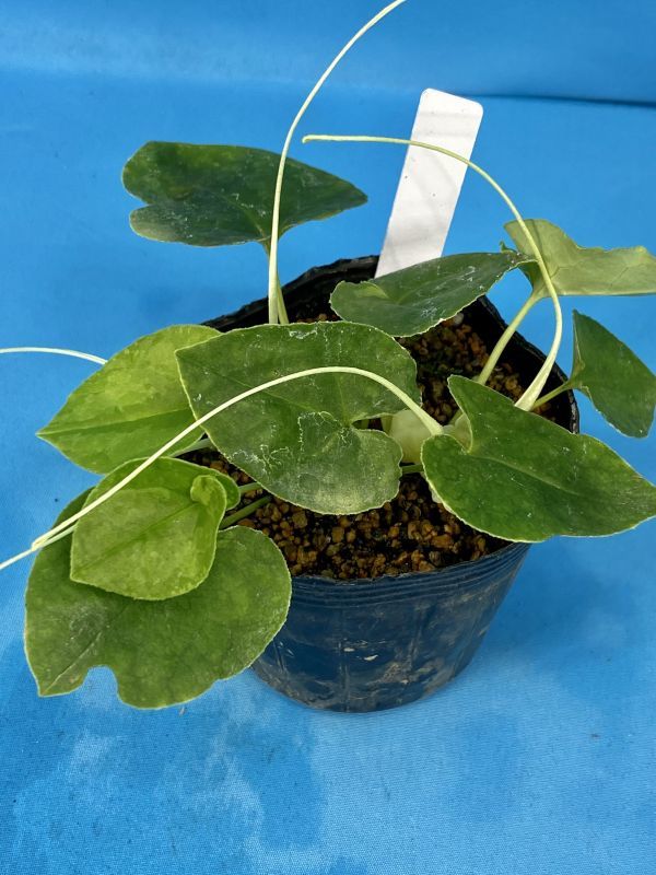 30 おもと オモト 万年青 ☆ オナガカンアオイ 緑鵬 ☆ 盆栽 観葉植物