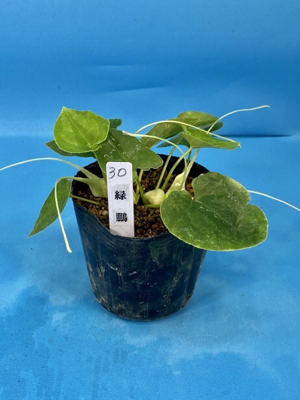 30 おもと オモト 万年青 ☆ オナガカンアオイ 緑鵬 ☆ 盆栽 観葉植物