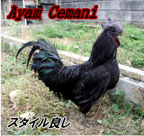 【送料込み】◆◆◆アヤム・セマニ☆Ayam Cemani☆有精卵3個☆Ａライン☆
