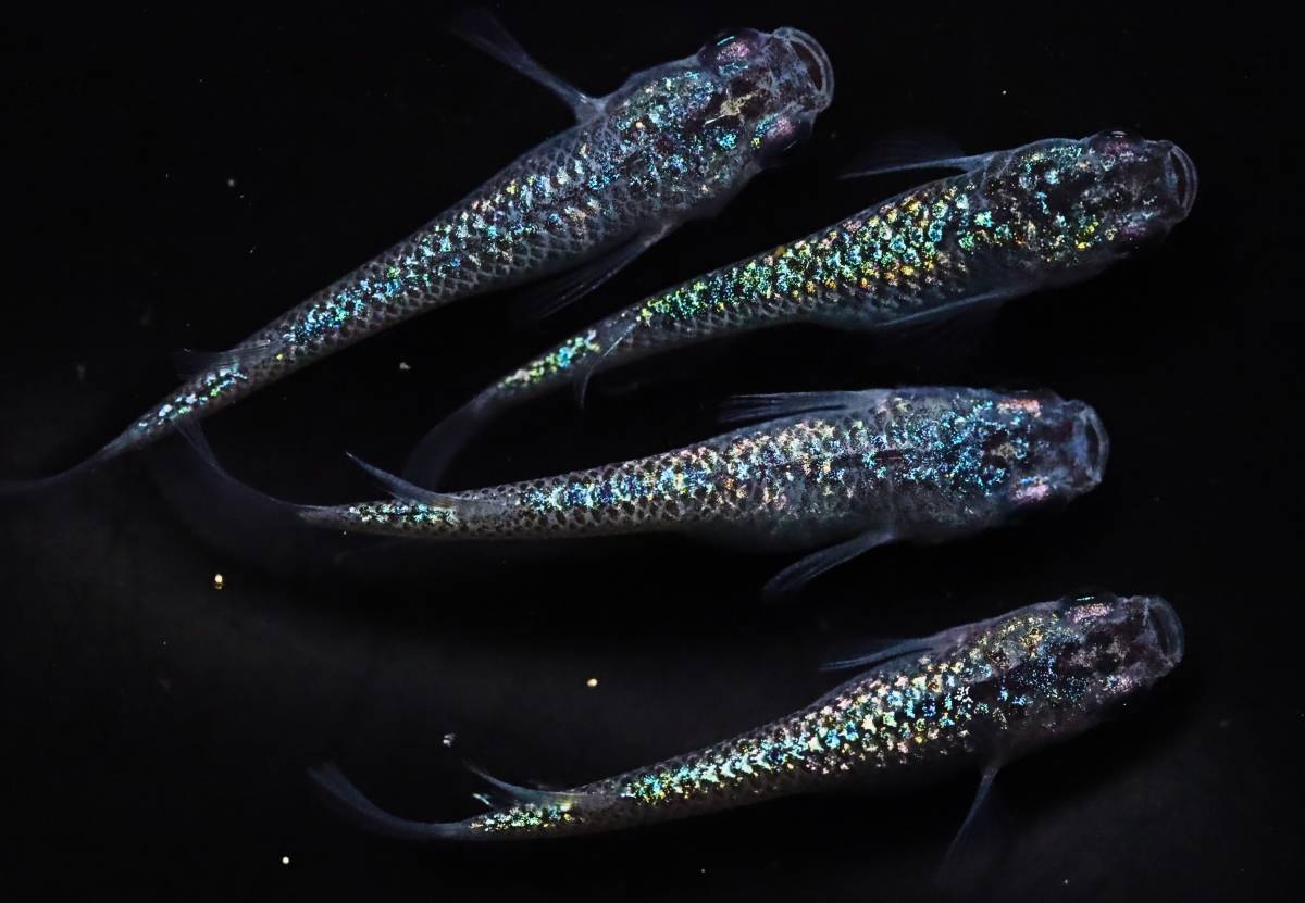 丸長メダカ B14【 サファイア　強ラメ　上物 】4匹！ メス 2匹、オス 2匹！ めだか 現物出品！